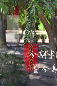 分期卡逾期屬于信用卡逾期嗎（信用卡逾期商量分期）