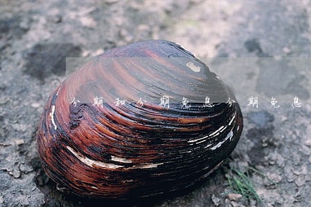 分期和分期免息(分期免息和不免息一起买)