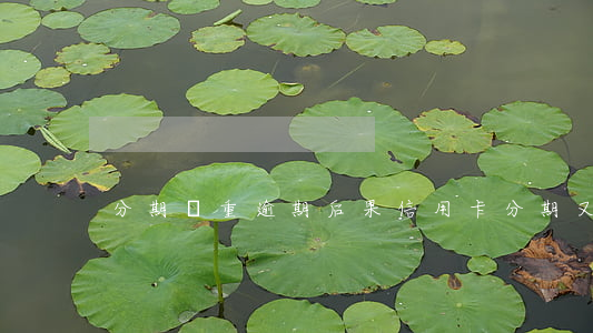 分期嚴重逾期后果（信用卡分期又逾期后果）