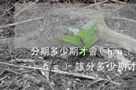 分期多少期才會(huì)免息(分期應(yīng)該分多少期才好)
