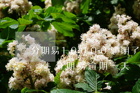 分期易10000逾期了會(huì)怎么樣-分期易逾期一天罰利息多少