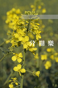 分期樂(lè)70000逾期多少利息-