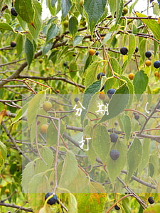 分期樂(lè)不還款會(huì)給家人打電話嗎-分期樂(lè)不還會(huì)打電話給家里人嗎