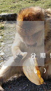 分期樂(lè)信用卡提前還款扣手續(xù)費(fèi)嗎-分期樂(lè)提前還款手續(xù)費(fèi)還要還嗎