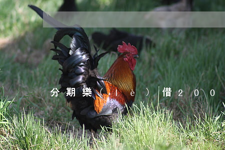 分期樂(lè)借2000最低還款多少-