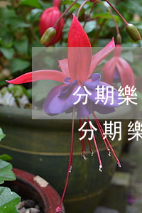 分期樂(lè)分15期可以提前還款嗎-分期樂(lè)分12期能提前還款