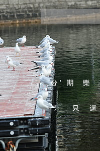 分期樂(lè)怎么本金還款（分期樂(lè)只還本金方式）