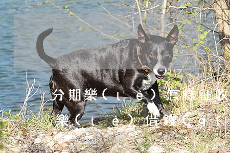 分期樂(lè)怎樣征收逾期貸款(用了分期樂(lè)借錢(qián)沒(méi)逾期可以去銀行貸款嗎)