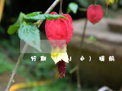 分期樂(lè)提前還款全部還要不要利息