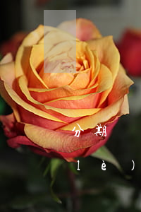 分期樂(lè)最多可以欠多少天(分期樂(lè)可以多久還)