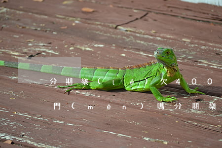 分期樂(lè)欠4000會(huì)上門(mén)嗎(分期樂(lè)欠了兩萬(wàn)將近一年催收說(shuō)要上門(mén))