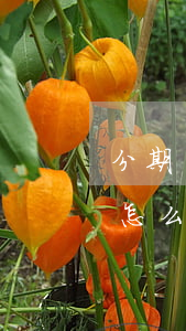 分期樂(lè)欠500不還會(huì)怎么樣(分期樂(lè)欠了5000塊錢三個(gè)月沒(méi)還會(huì)怎樣)