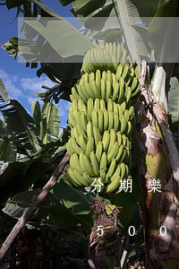 分期樂(lè)欠500(分期樂(lè)欠500)