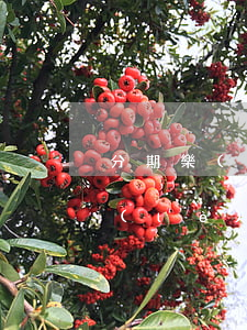 分期樂(lè)欠一萬(wàn)五(分期樂(lè)欠一萬(wàn)五說(shuō)要起訴是不是真的)
