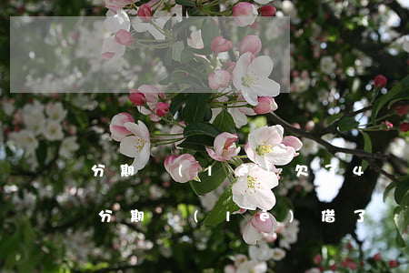 分期樂(lè)欠了4萬(wàn)怎么還(分期樂(lè)借了錢(qián)怎么還)