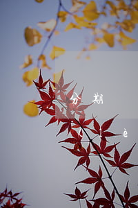 分期樂(lè)欠我6千多都兩年了(分期樂(lè)6萬(wàn)沒(méi)還)