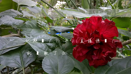 分期樂(lè)直接提現(xiàn)到卡就還款了么-