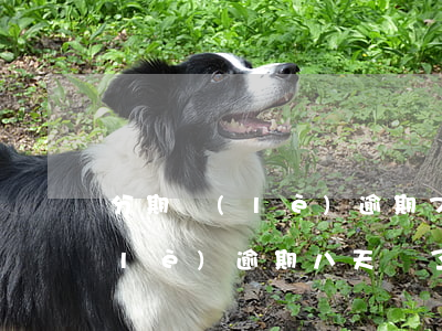 分期樂(lè)逾期7天停止還款(分期樂(lè)逾期八天還了為什么不可以借款?)