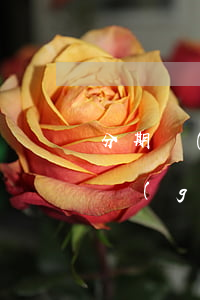 分期樂(lè)逾期7天說(shuō)要關(guān)閉還款渠道-分期樂(lè)逾期7天說(shuō)要關(guān)閉還款渠道,一次性還完
