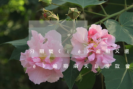分期樂(lè)逾期又還款影響(分期樂(lè)逾期兩天后還款會(huì)不會(huì)影響使用)