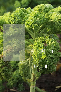 分期樂(lè)逾期后報(bào)送了資料會(huì)怎樣-