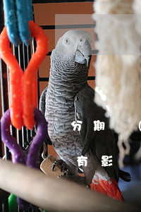 分期樂(lè)逾期四天還上會(huì)有影響嗎-