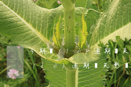 分期樂(lè)逾期幾天影響政審嗎(分期樂(lè)逾期幾天影響政審嗎)