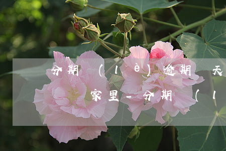 分期樂(lè)逾期幾天會(huì)打電話給家里-分期樂(lè)逾期幾天會(huì)給家里打電話分期樂(lè)轟炸嗎