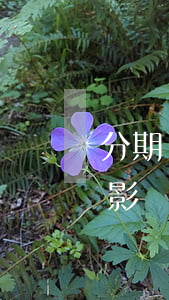 分期樂(lè)逾期幾天還款會(huì)影響征信嗎-分期樂(lè)逾期幾天還款后會(huì)影響征信嗎