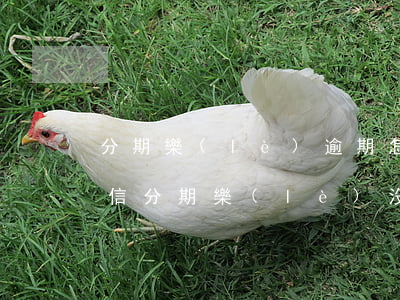 分期樂(lè)逾期怎么沒(méi)上征信(分期樂(lè)沒(méi)有還,上不上征信)