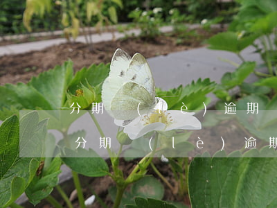 分期樂(lè)逾期還款會(huì)怎樣(分期樂(lè)逾期之后還款還可以再借款嗎)