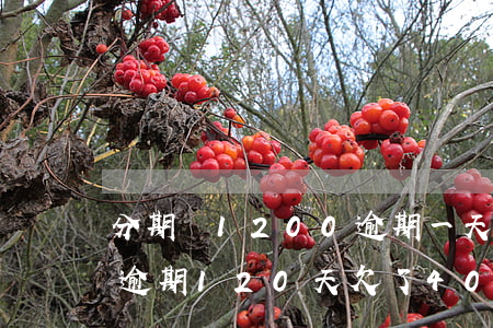 分期樂1200逾期一天多少費用-分期樂逾期120天,欠了4000多后果是什么