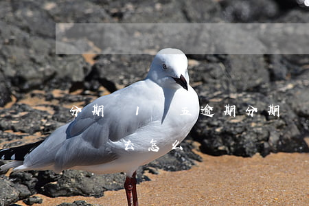 分期樂1萬五逾期(分期樂逾期1萬2沒辦法還進去怎么辦)