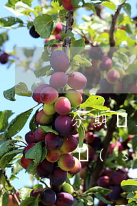分期樂1號(hào)消費(fèi)什么時(shí)候還款日-