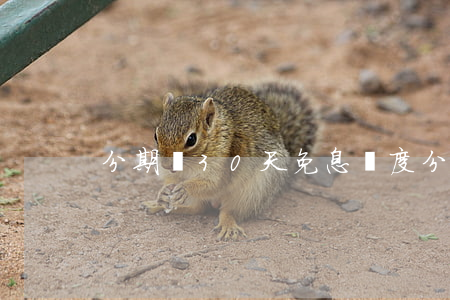 分期樂30天免息額度(分期樂30天免息嗎)