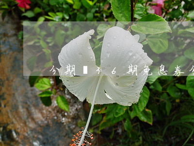 分期樂36期免息券 分期樂借錢免息券領取