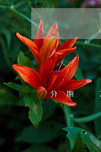 分期樂7天免息(分期樂3期免息)