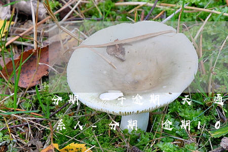 分期樂一千逾期幾天會通知聯(lián)系人-分期樂逾期1000多會聯(lián)系家里人嗎?