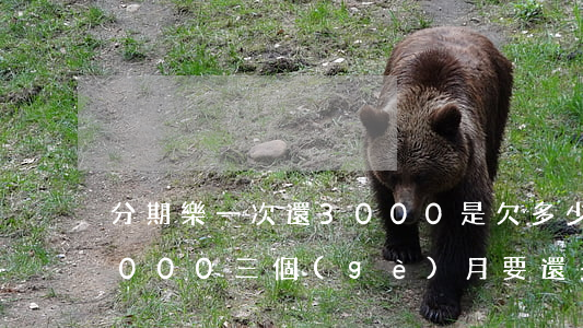 分期樂一次還3000是欠多少(分期樂借3000三個(gè)月要還多少錢)