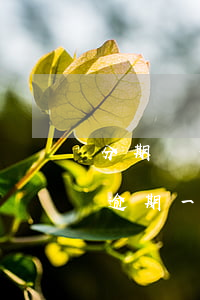 分期樂一萬逾期五個月要還多少呢-分期樂逾期一萬元兩三個月了,會上征信嗎