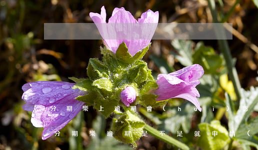 分期樂上逾期會(huì)影響半信用卡嗎(分期樂逾期是不是就申請(qǐng)不了信用卡)