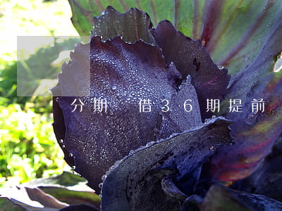 分期樂借36期提前還款收利息-