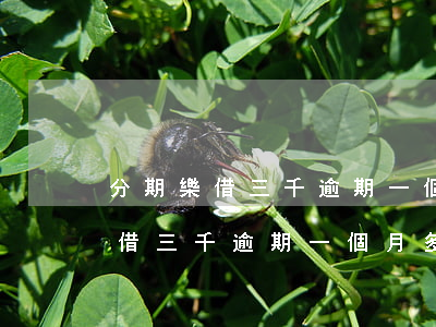 分期樂借三千逾期一個月多少利息-分期樂借三千逾期一個月多少利息正常