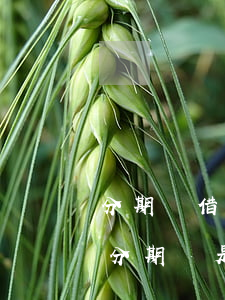 分期樂借錢之后每個(gè)月都要還款-分期樂是不是每個(gè)月按時(shí)還就沒事