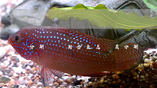 分期樂備用金免息額度(分期樂備用金上征信嗎)