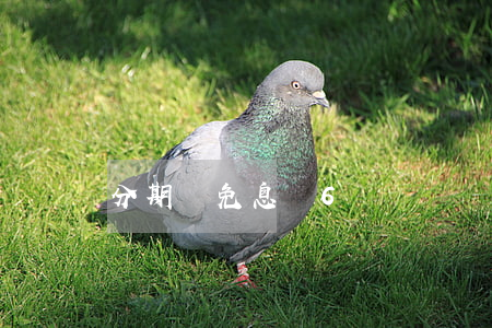 分期樂免息劵6