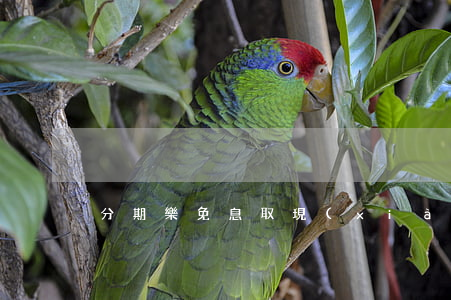 分期樂免息取現(xiàn)