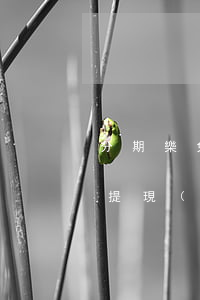 分期樂免息金怎么兌換(分期樂免息額度怎么提現(xiàn))