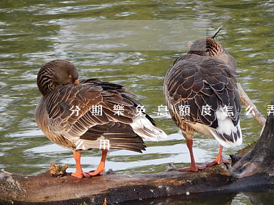 分期樂免息額度怎么弄-分期樂免息額度怎么用