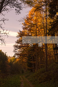 分期樂免費用30天(分期樂30塊錢)
